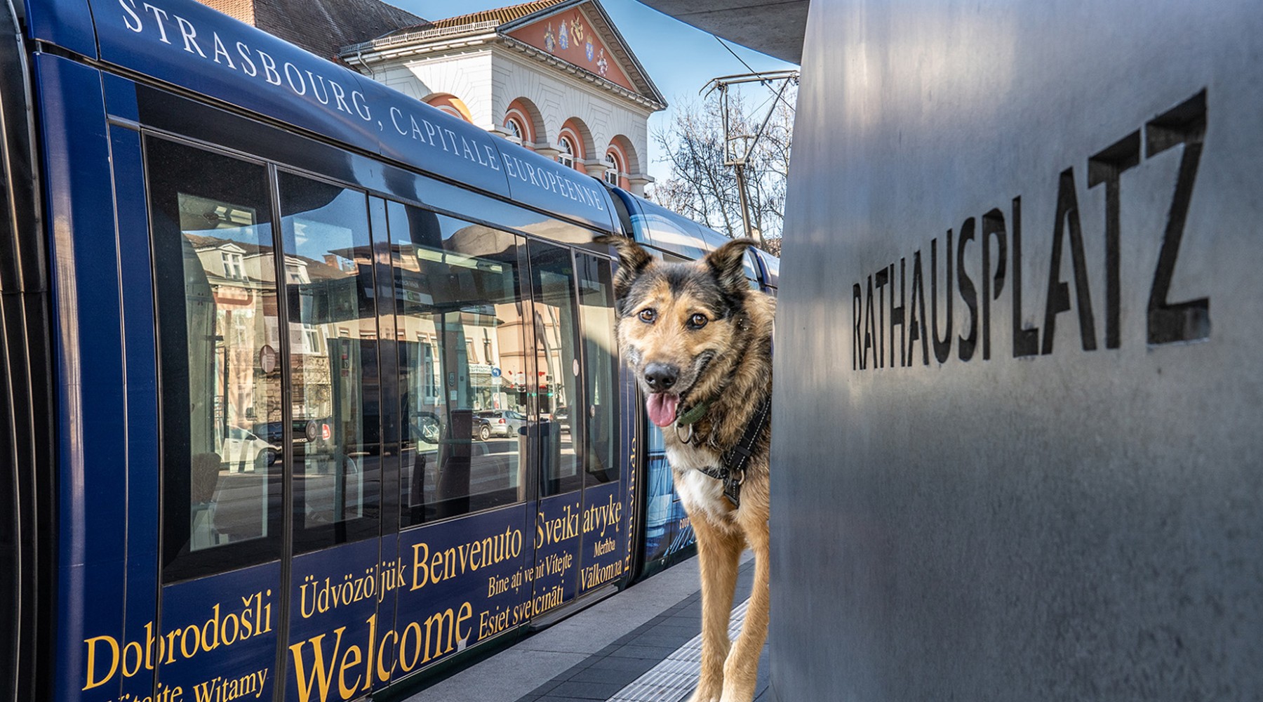 Eine Fotocollage mit einem Hund an der Tramhaltestelle vor dem Rathaus